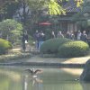 Tokyo_Rikugien_Park_13